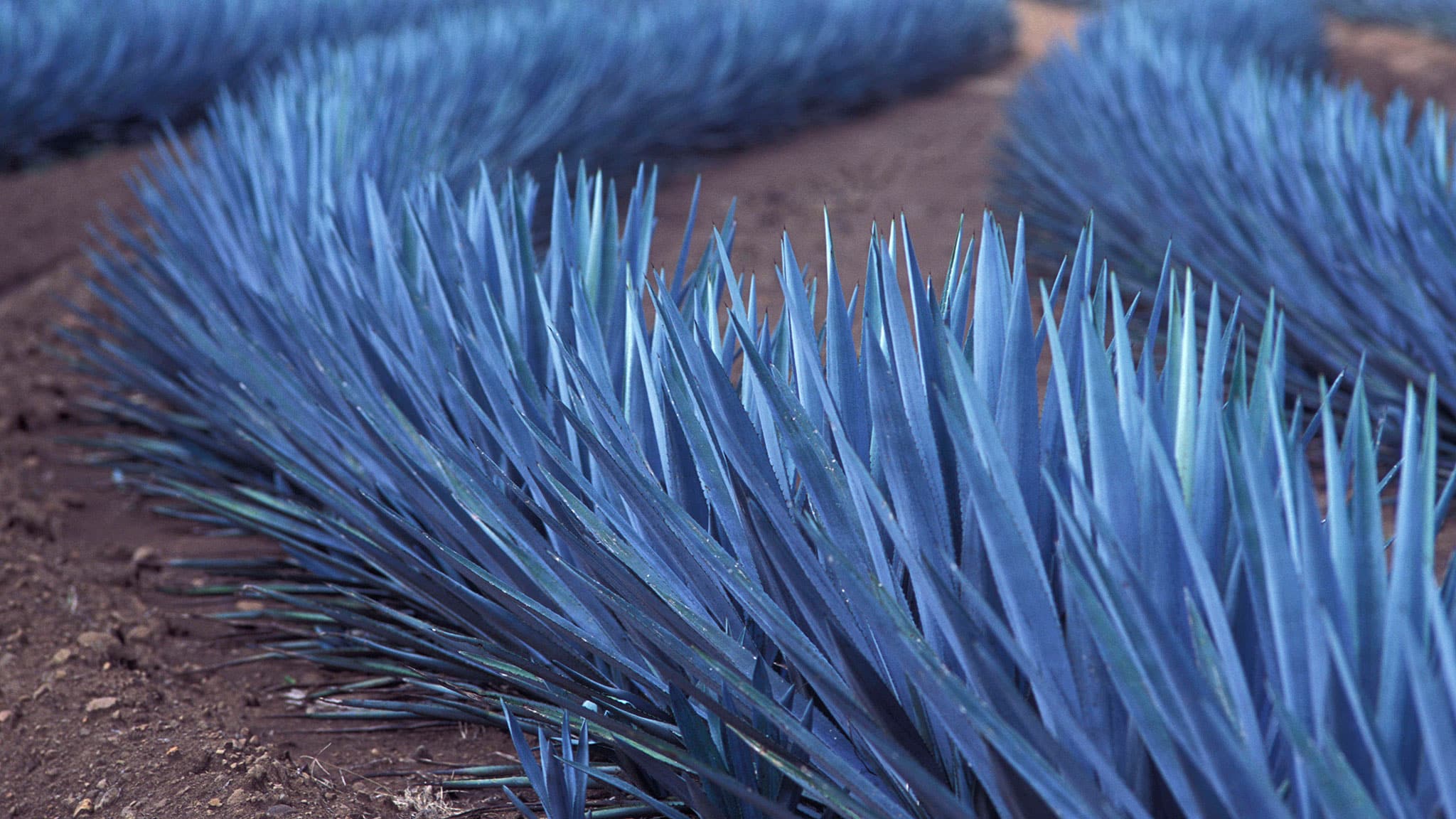 Blue agave