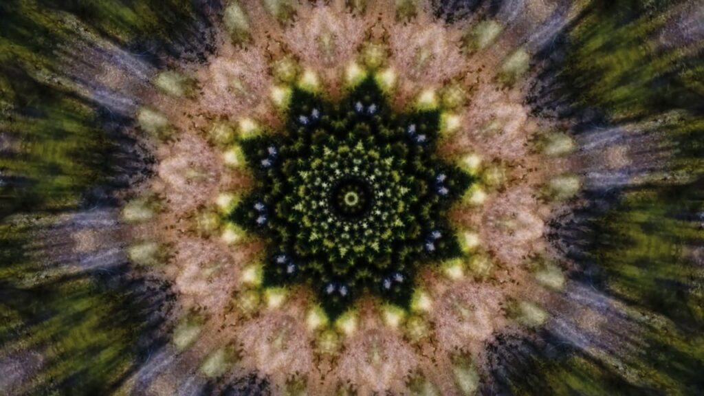 B.Theunissen, tHE FOREST IS A PORTAL