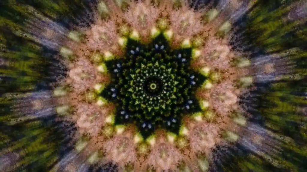 B.Theunissen, tHE FOREST IS A PORTAL