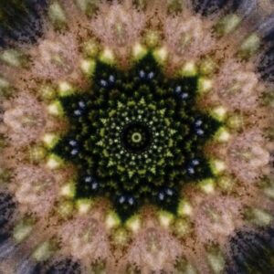 B.Theunissen, tHE FOREST IS A PORTAL