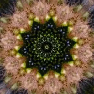 B.Theunissen, tHE FOREST IS A PORTAL